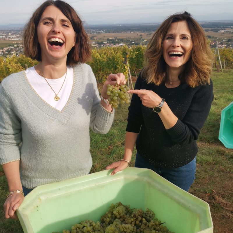 Derni&egrave;res vendanges de l’ann&eacute;e S&eacute;lestat