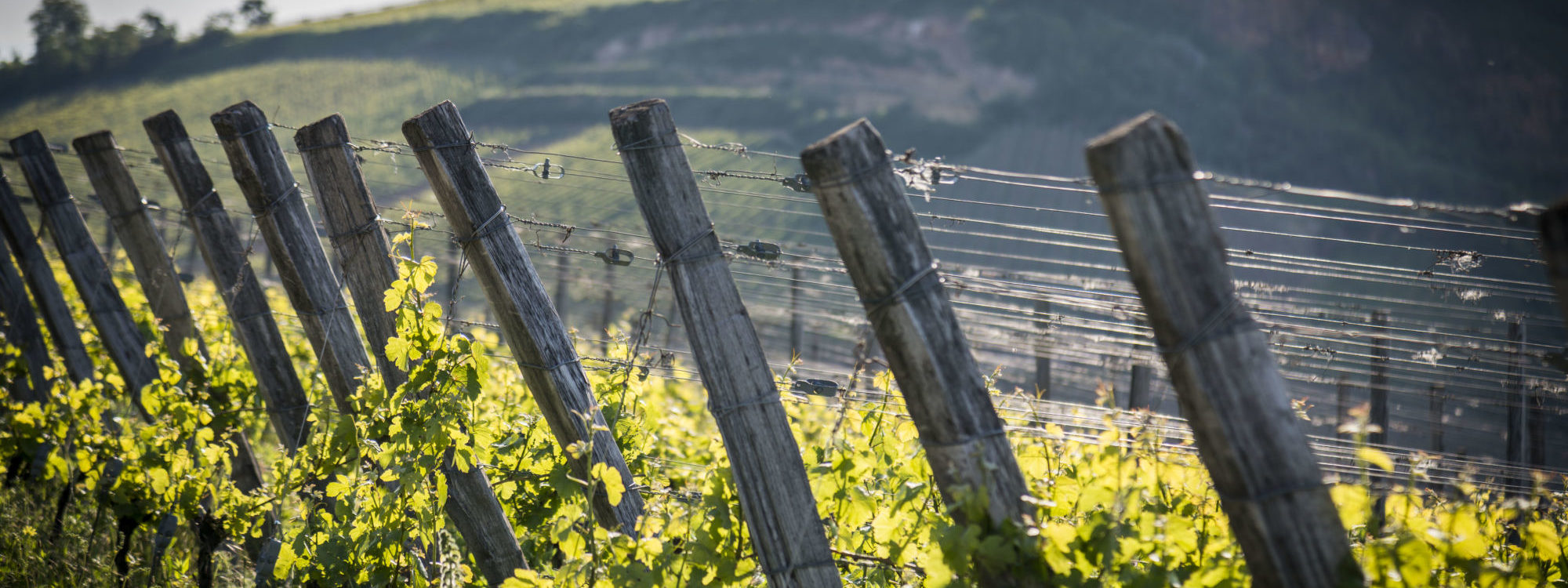 Notre vignoble Pfastatt