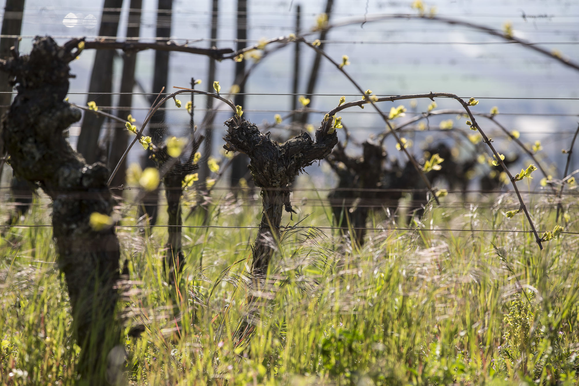 Notre vignoble Cernay