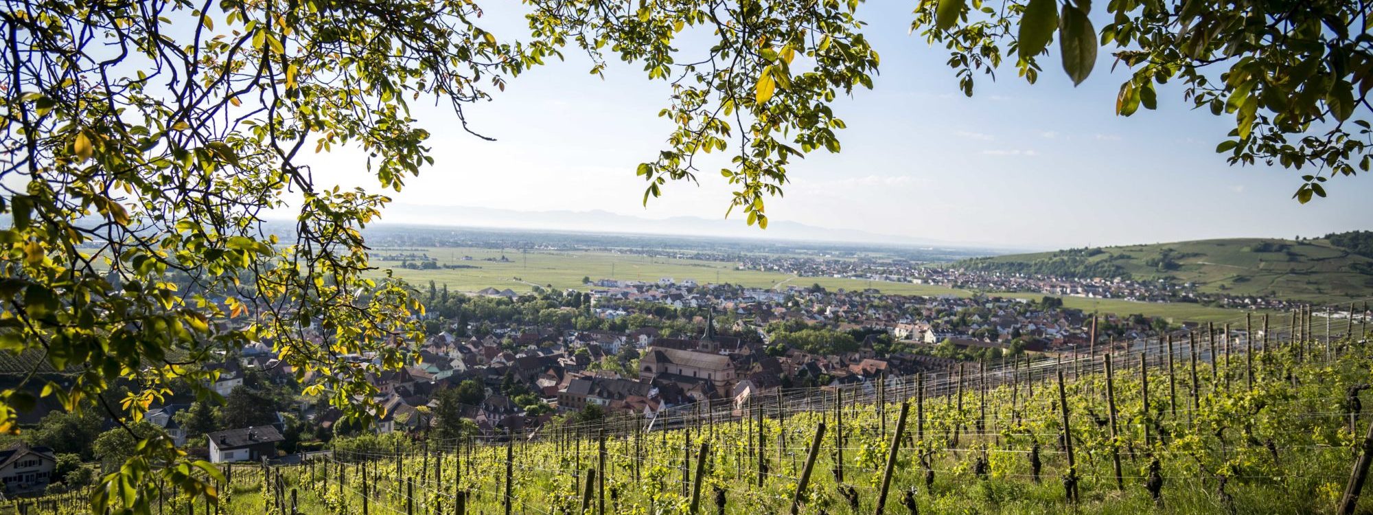 Notre vignoble Guebwiller 3